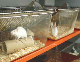 Tampereen yliopiston koe-eläinlaboratorion tärkeimpiä koe-eläimiä ovat hiiret ja rotat. Kuva: Juhani Saaarinen