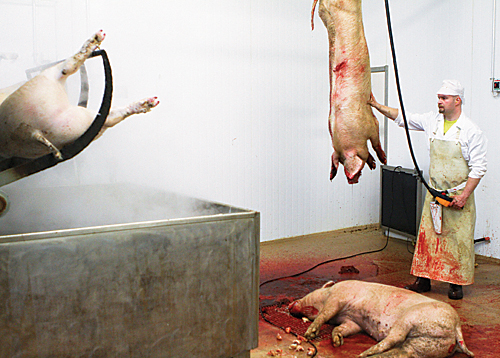 Kun veret on laskettu ja sorkat leikattu irti, teurastusprosessin likaisin osuus on takana. El&auml;in muuttuu ruhoksi.